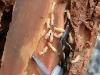 眉山市白蚁防治公司分享看似渺小的白蚁：被误解的生态工程师与居家隐患